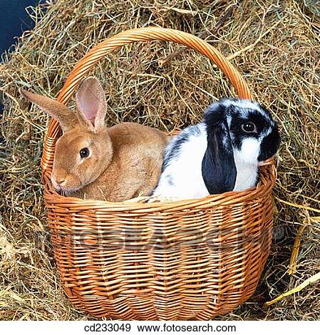 animal, different, Close-up, basket, agriculture View Large Photo Image Stock Photo - animal, different, Close-up, basket, agriculture. Fotosearch