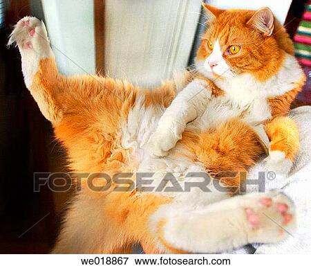 animal, Domestic cat, contemporary, cat, amusing View Large Photo Image Stock Photo - animal, Domestic cat, contemporary, cat, amusing. Fotosearch