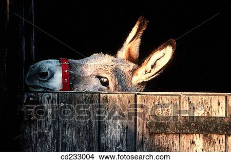 animal, Donkey, day, barn, agriculture View Large Photo Image Picture - animal, Donkey, day, barn, agriculture. Fotosearch