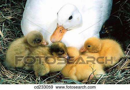 animal, duck, bird, Baby animal, agriculture View Large Photo Image Stock Photo - animal, duck, bird, Baby animal, agriculture. Fotosearch