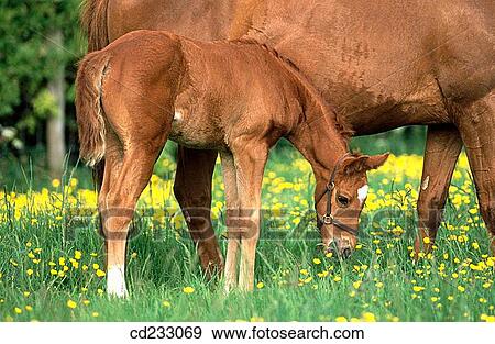 animal, family, day, country, agriculture View Large Photo Image Stock Photo - animal, family, day, country, agriculture. Fotosearch