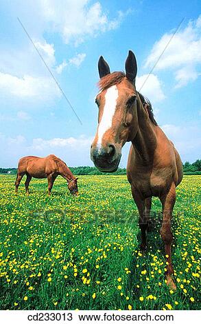 animal, Farm animal, day, country, agriculture View Large Photo Image Stock Image - animal, Farm animal, day, country, agriculture. Fotosearch