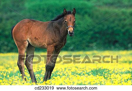 animal, Farm animal, day, country, agriculture View Large Photo Image Stock Photo - animal, Farm animal, day, country, agriculture. Fotosearch