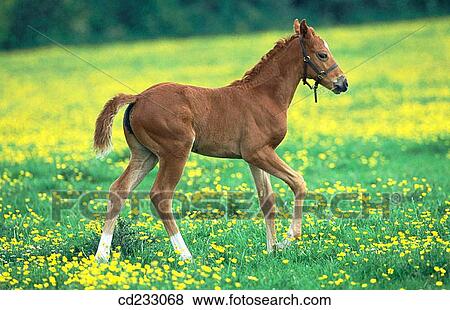 animal, Farm animal, day, country, agriculture View Large Photo Image Stock Photo - animal, Farm animal, day, country, agriculture. Fotosearch