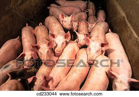 animal, Farm animal, farm, agriculture View Large Photo Image Picture - animal, Farm animal, farm, agriculture. Fotosearch