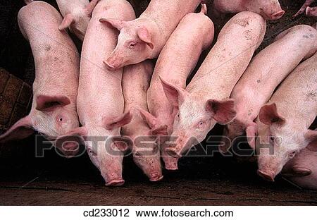 animal, Farm animal, farm, agriculture View Large Photo Image Stock Image - animal, Farm animal, farm, agriculture. Fotosearch