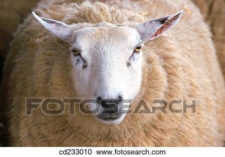 animal, Farm animal, farm, Close-up, agriculture View Large Photo Image Stock Image - animal, Farm animal, farm, Close-up, agriculture. Fotosearch