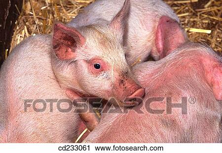 animal, Farm animal, farm, Close-up, agriculture View Large Photo Image Stock Image - animal, Farm animal, farm, Close-up, agriculture. Fotosearch