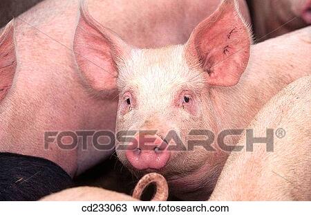 animal, Farm animal, farm, Close-up, agriculture View Large Photo Image Stock Image - animal, Farm animal, farm, Close-up, agriculture. Fotosearch