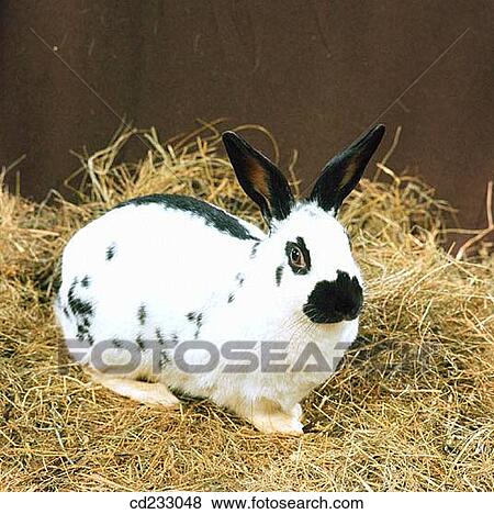 animal, Farm animal, farm, Close-up, agriculture View Large Photo Image Stock Photo - animal, Farm animal, farm, Close-up, agriculture. Fotosearch