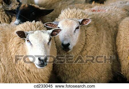 animal, Farm animal, farm, Close-up, agriculture View Large Photo Image Stock Photography - animal, Farm animal, farm, Close-up, agriculture. Fotosearch