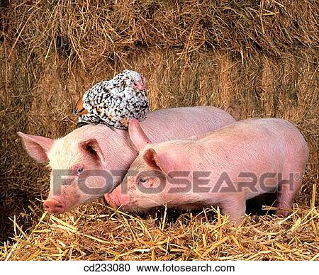 animal, farm, coexistence, bird, agriculture View Large Photo Image Stock Image - animal, farm, coexistence, bird, agriculture. Fotosearch