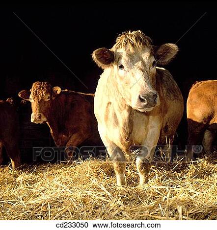 animal, farm, cow, cattle, agriculture View Large Photo Image Stock Image - animal, farm, cow, cattle, agriculture. Fotosearch