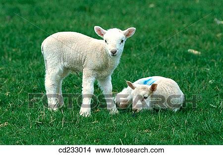 animal, farm, day, Aries, agriculture View Large Photo Image Picture - animal, farm, day, Aries, agriculture. Fotosearch