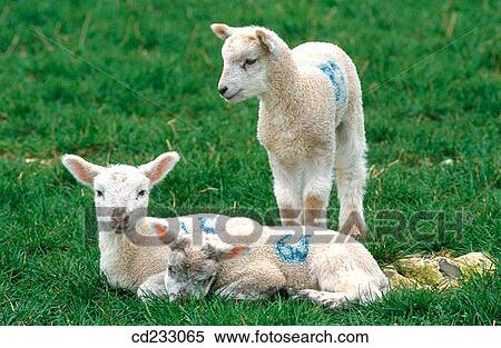 animal, farm, day, Aries, agriculture View Large Photo Image Stock Photography - animal, farm, day, Aries, agriculture. Fotosearch