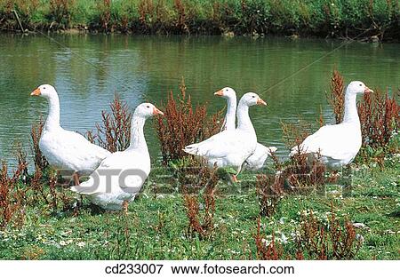 animal, farm, day, bird, agriculture View Large Photo Image Stock Photo - animal, farm, day, bird, agriculture. Fotosearch