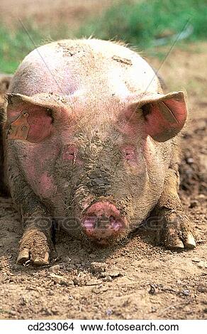 animal, farm, day, Close-up, agriculture View Large Photo Image Picture - animal, farm, day, Close-up, agriculture. Fotosearch