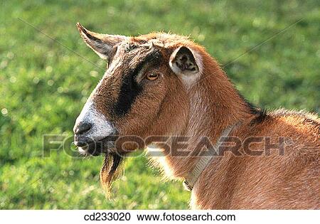 animal, farm, day, Close-up, agriculture View Large Photo Image Stock Image - animal, farm, day, Close-up, agriculture. Fotosearch