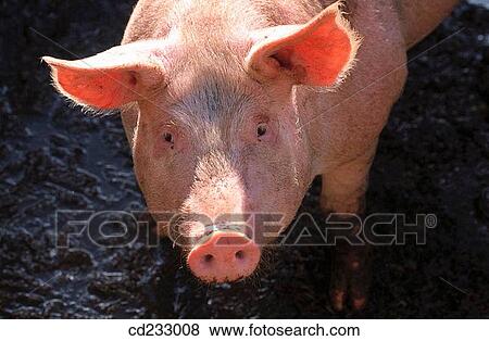 animal, farm, day, Close-up, agriculture View Large Photo Image Stock Photo - animal, farm, day, Close-up, agriculture. Fotosearch