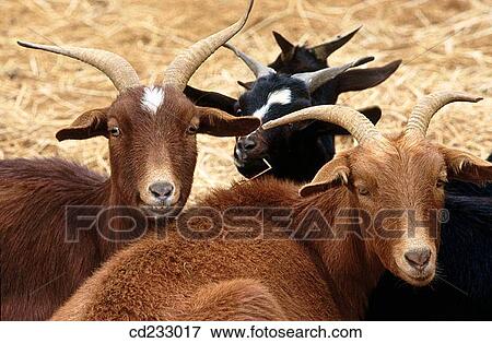 animal, farm, day, Close-up, agriculture View Large Photo Image Stock Photo - animal, farm, day, Close-up, agriculture. Fotosearch