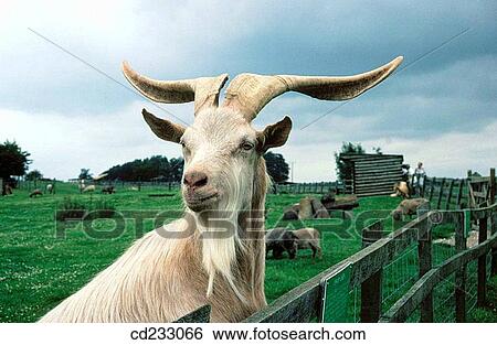 animal, farm, day, Close-up, agriculture View Large Photo Image Stock Photograph - animal, farm, day, Close-up, agriculture. Fotosearch