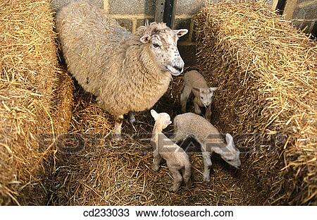 animal, farm, eating, Aries, agriculture View Large Photo Image Stock Image - animal, farm, eating, Aries, agriculture. Fotosearch