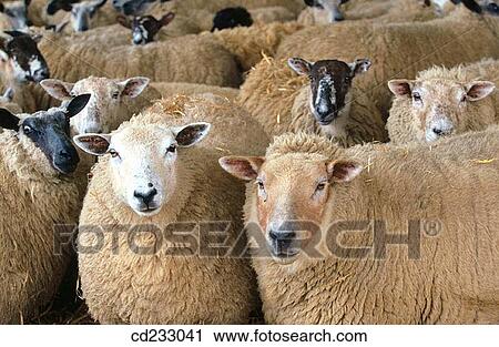 animal, flock, Farm animal, farm, agriculture View Large Photo Image Stock Image - animal, flock, Farm animal, farm, agriculture. Fotosearch