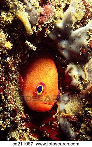 Anthias sp. View Large Photo Image Stock Photo - Anthias sp.. Fotosearch