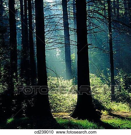 Ashridge at morning. Hertfordshire. England View Large Photo Image Stock Image - Ashridge at morning. Hertfordshire. England. Fotosearch