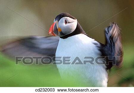 Atlantic Puffin (Fratercula arctica). Skomer Island. Wales, UK View Large Photo Image Stock Image - Atlantic Puffin (Fratercula arctica). Skomer Island. Wales, UK. Fotosearch