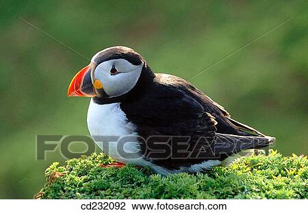 Stock Image - Atlantic Puffin (Fratercula arctica). Skomer Island. Wales, UK. Fotosearch