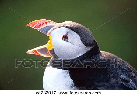 Atlantic Puffin (Fratercula arctica). Skomer Island. Wales, UK View Large Photo Image Stock Photo - Atlantic Puffin (Fratercula arctica). Skomer Island. Wales, UK. Fotosearch