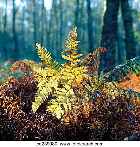 Autumn bracken. Ashridge. Hertfordshire. England View Large Photo Image Stock Image - Autumn bracken. Ashridge. Hertfordshire. England. Fotosearch