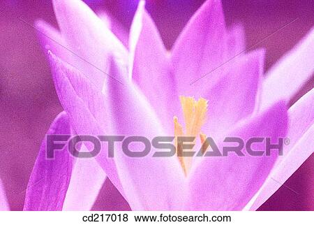 Autumn Crocus (Colchicum autumnale) View Large Photo Image Stock Photo - Autumn Crocus (Colchicum autumnale). Fotosearch