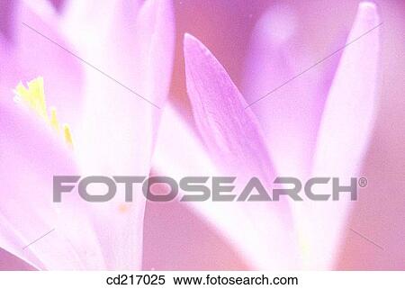 Autumn Crocus (Colchicum autumnale) View Large Photo Image Stock Photography - Autumn Crocus (Colchicum autumnale). Fotosearch