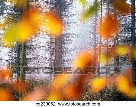 Autumn morning. Ashridge. Hertfordshire. England View Large Photo Image Stock Image - Autumn morning. Ashridge. Hertfordshire. England. Fotosearch