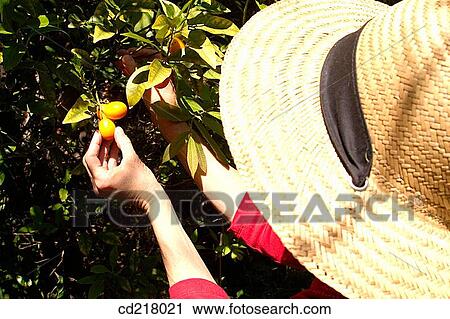 back view, branch, contemporary, crop View Large Photo Image Stock Image - back view, branch, contemporary, crop. Fotosearch