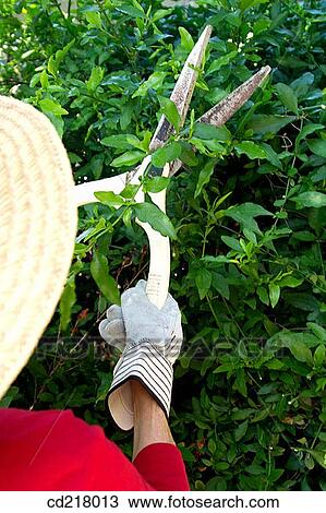 Stock Image - back view, cut, contemporary, Auriculata. Fotosearch