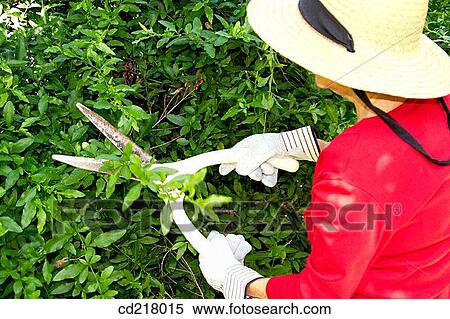 back view, cut, contemporary, Auriculata View Large Photo Image Stock Photography - back view, cut, contemporary, Auriculata. Fotosearch
