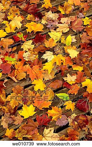 background, day, concept, Close-up, autumn View Large Photo Image Stock Photo - background, day, concept, Close-up, autumn. Fotosearch
