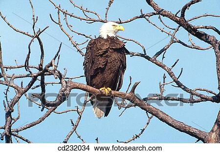 Bald Eagle (Haliaetus leucocephalus). View Large Photo Image Picture - Bald Eagle (Haliaetus leucocephalus).. Fotosearch