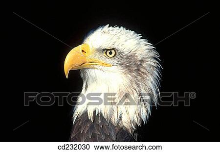Bald Eagle (Haliaetus leucocephalus). View Large Photo Image Stock Image - Bald Eagle (Haliaetus leucocephalus).. Fotosearch