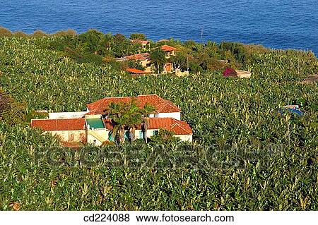 Banana plantation on north coast. Tenerife. Canary Islands. Spain View Large Photo Image Stock Photo - Banana plantation on north coast. Tenerife. Canary Islands. Spain. Fotosearch
