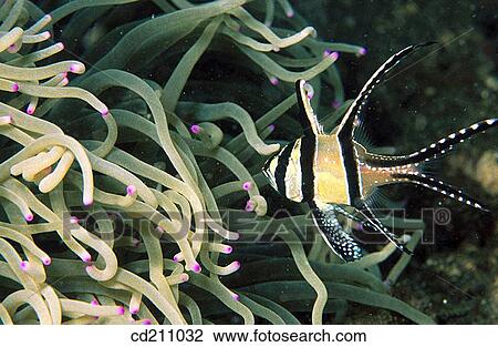 Banggai Cardinal fish (Pterapogon kauderni) in sea anemone. Indonesia View Large Photo Image Stock Image - Banggai Cardinal fish (Pterapogon kauderni) in sea anemone. Indonesia. Fotosearch