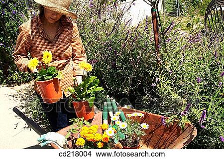 Picture - barrow, coloured. Fotosearch