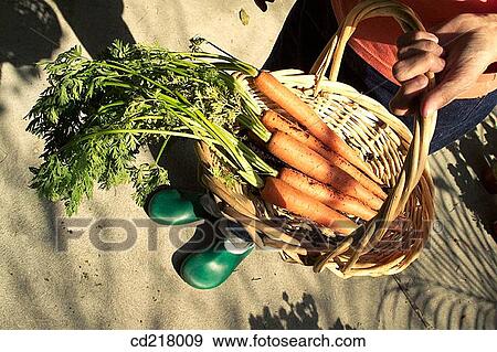 basket, carrot, contemporary, country View Large Photo Image Stock Photo - basket, carrot, contemporary, country. Fotosearch