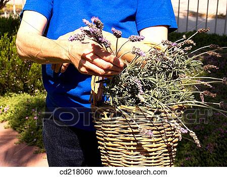 basket, contemporary, day, detail View Large Photo Image Stock Image - basket, contemporary, day, detail. Fotosearch