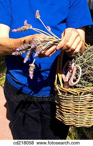 basket, contemporary, day, detail View Large Photo Image Stock Photo - basket, contemporary, day, detail. Fotosearch