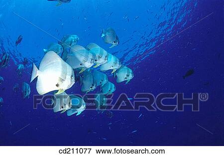 Batfish (Platax teira). Maldive Islands View Large Photo Image Stock Photo - Batfish (Platax teira). Maldive Islands. Fotosearch