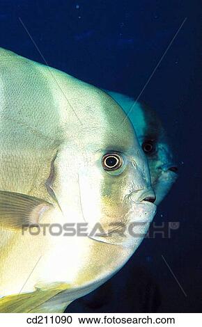 Batfish (Platax teira) View Large Photo Image Stock Image - Batfish (Platax teira). Fotosearch